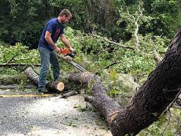 Trusted Hawley, PA Tree Removal Services Experts