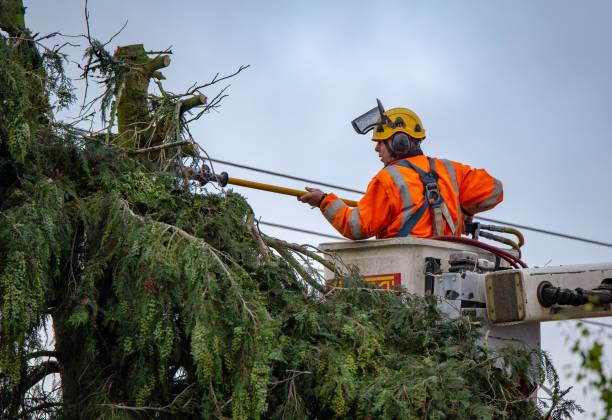 Best Tree Disease Treatment  in Hawley, PA