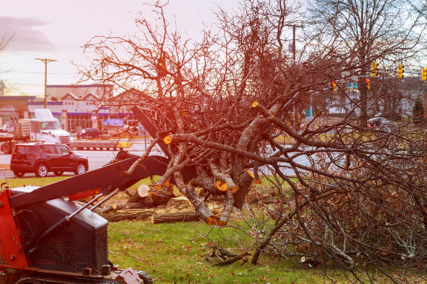  Hawley, PA Tree Removal Services Pros