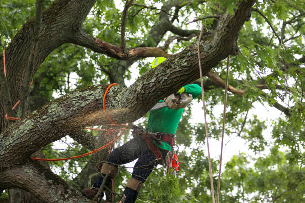 Best Tree Removal  in Hawley, PA