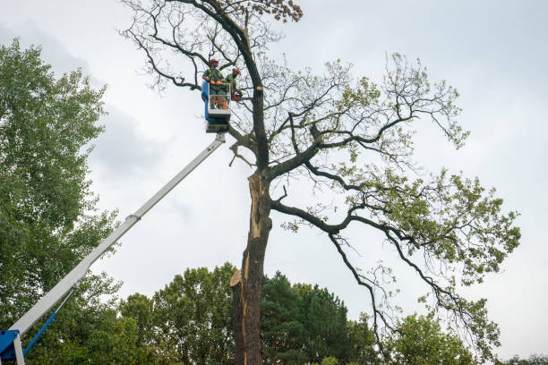 Best Tree and Shrub Care  in Hawley, PA