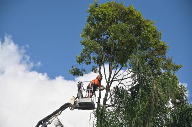 Best Storm Damage Tree Cleanup  in Hawley, PA