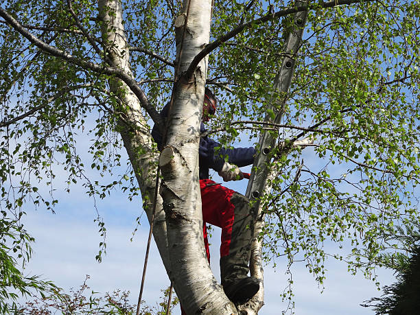 Best Tree Risk Assessment  in Hawley, PA