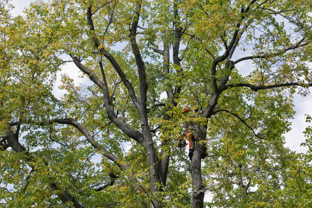 Best Fruit Tree Pruning  in Hawley, PA